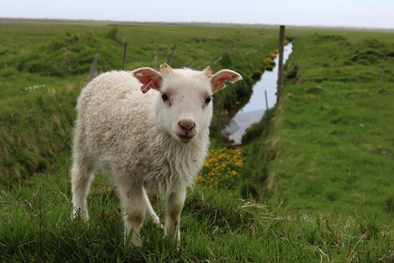 Adventure Hotel Geirland Kirkjubæjarklaustur Esterno foto